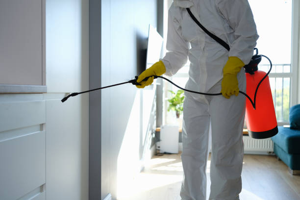 Best Certified Mold Removal  in Hominy, OK