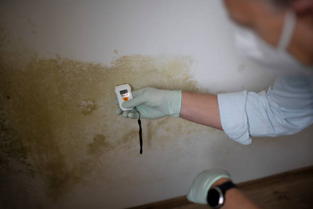 Best Commercial Mold Removal  in Hominy, OK