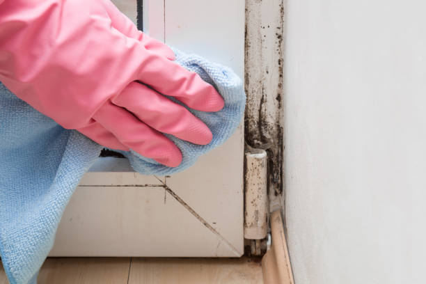 Best Home Mold Removal  in Hominy, OK