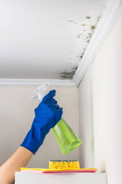 Best Fast Mold Removal  in Hominy, OK